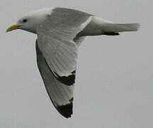 Mouette tridactyle