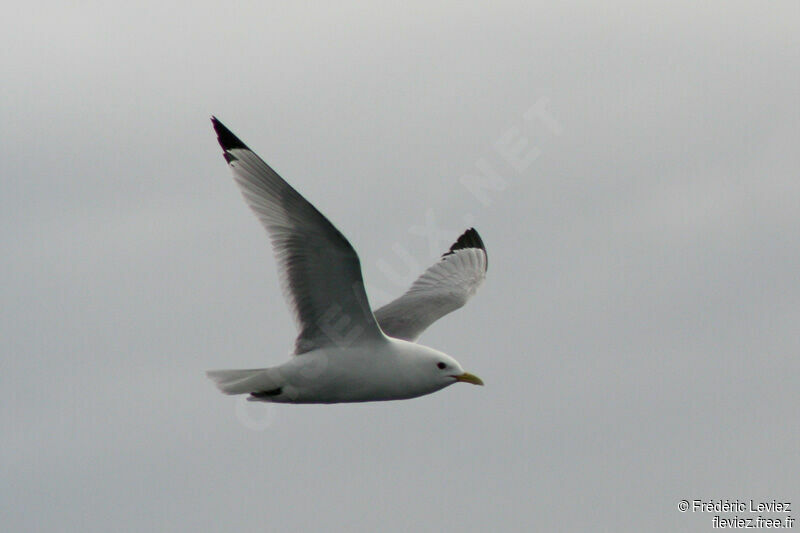 Mouette tridactyleadulte nuptial