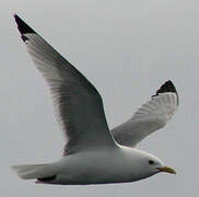 Black-legged Kittiwake