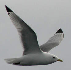 Mouette tridactyle