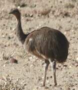 Lesser Rhea