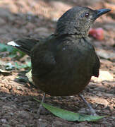 White-tailed Ant Thrush