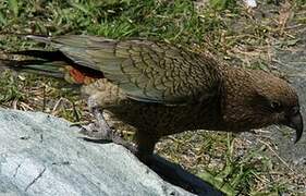 Kea