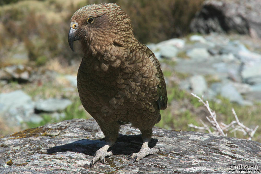 Nestor kéaadulte, identification