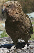 Kea