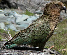 Kea