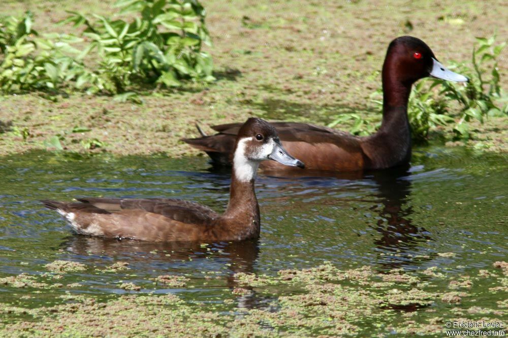 Nette brune , identification