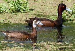 Southern Pochard