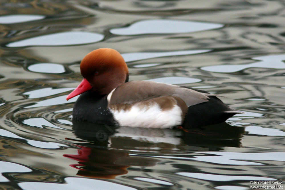 Red-crested Pochard male adult breeding, identification