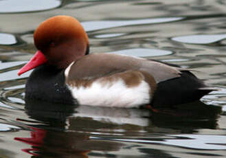 Nette rousse