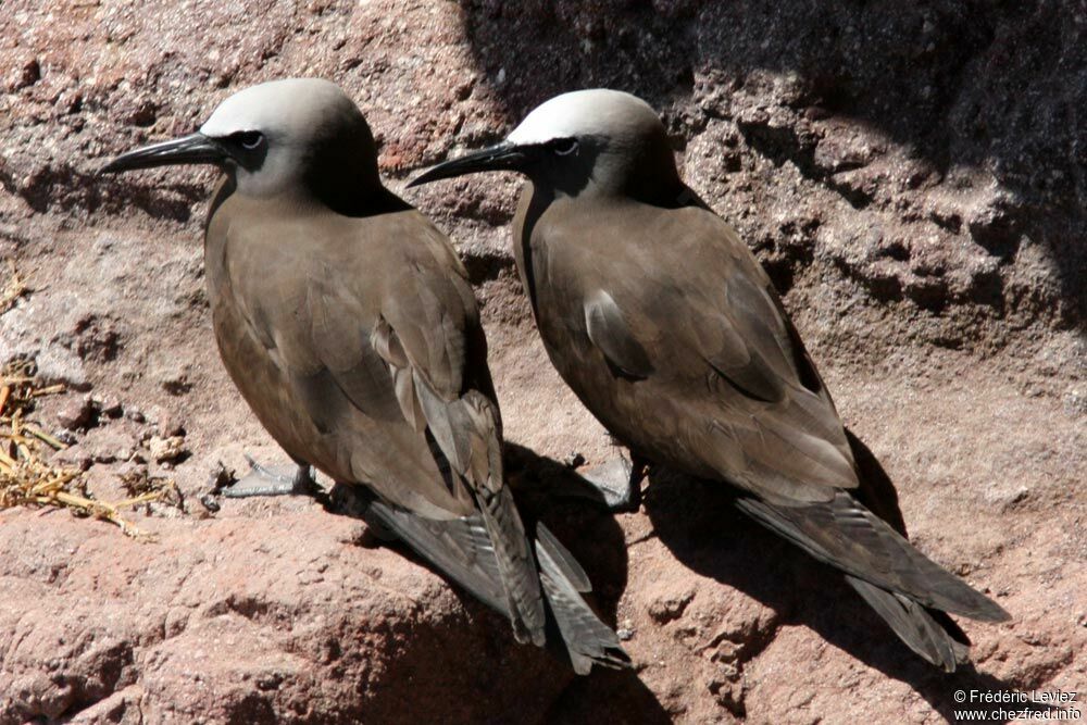 Brown Noddy adult