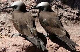 Brown Noddy