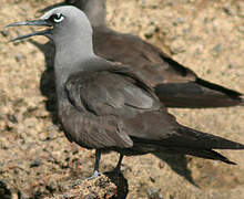 Brown Noddy