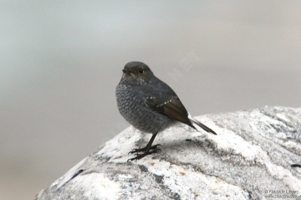 Nymphée fuligineuse femelle adulte, identification