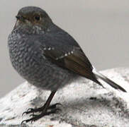 Plumbeous Water Redstart