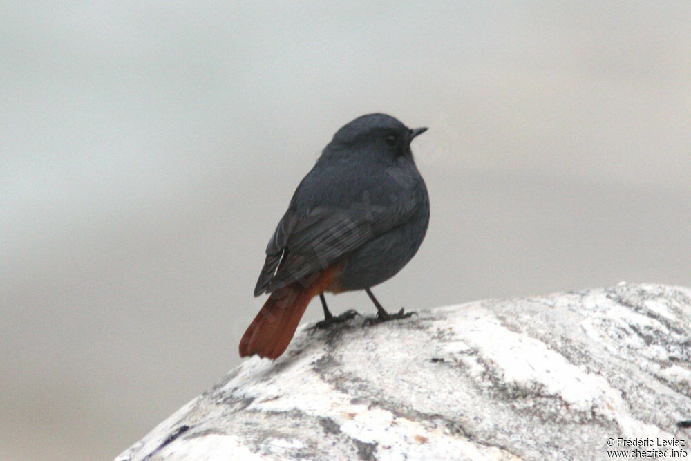 Plumbeous Water Redstart male adult, identification