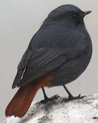 Plumbeous Water Redstart