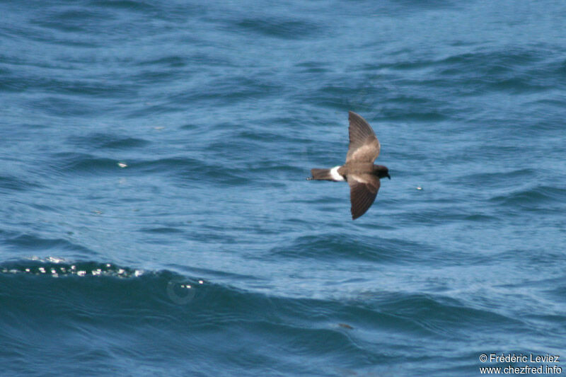 Elliot's Storm Petreladult