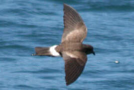 Elliot's Storm Petrel