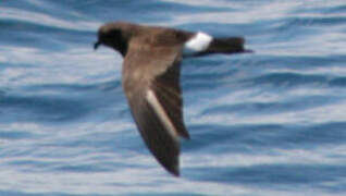 Elliot's Storm Petrel