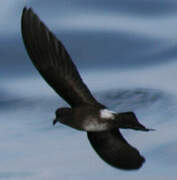 Elliot's Storm Petrel