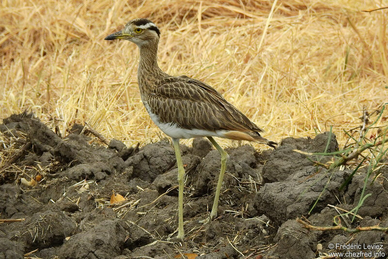 Double-striped Thick-kneeadult, identification