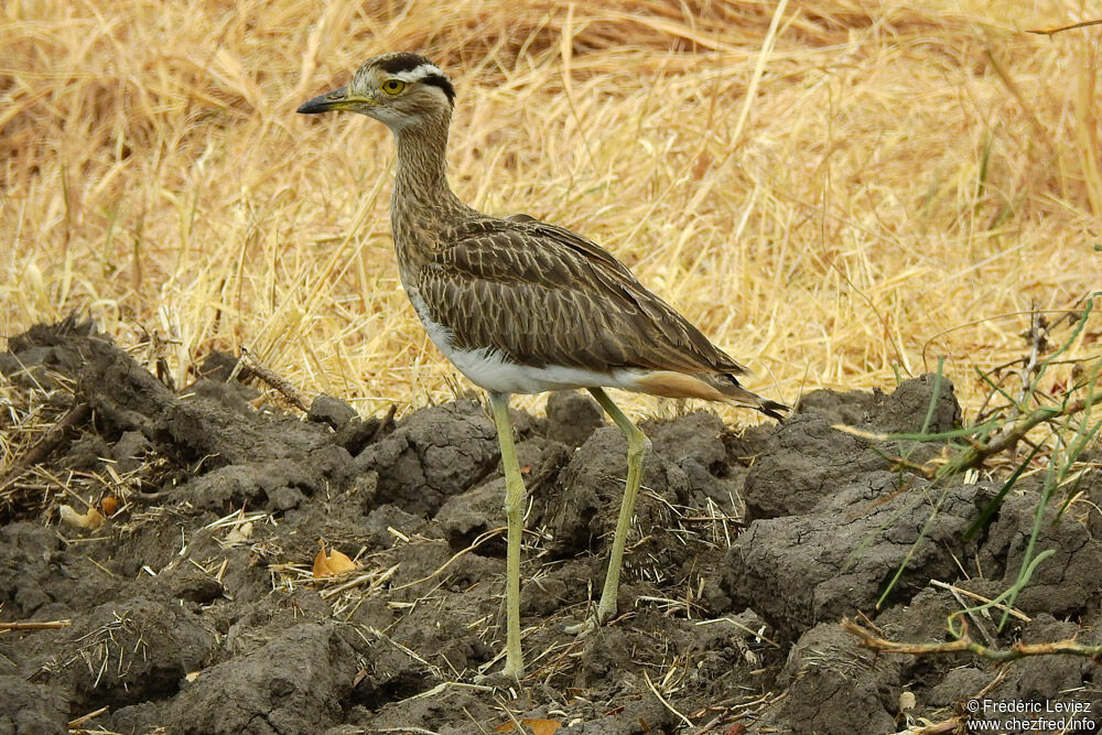 OEdicnème bistriéadulte, identification