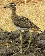 Double-striped Thick-knee