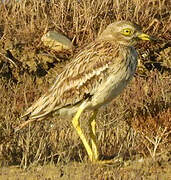 Eurasian Stone-curlew