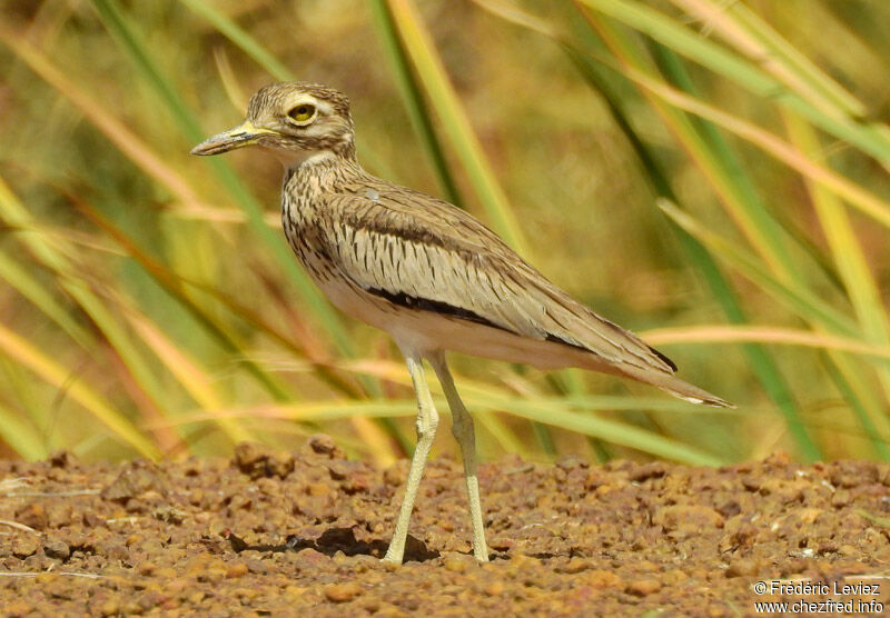 Oedicnème du Sénégaladulte, identification, portrait