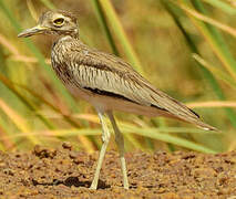 Senegal Thick-knee