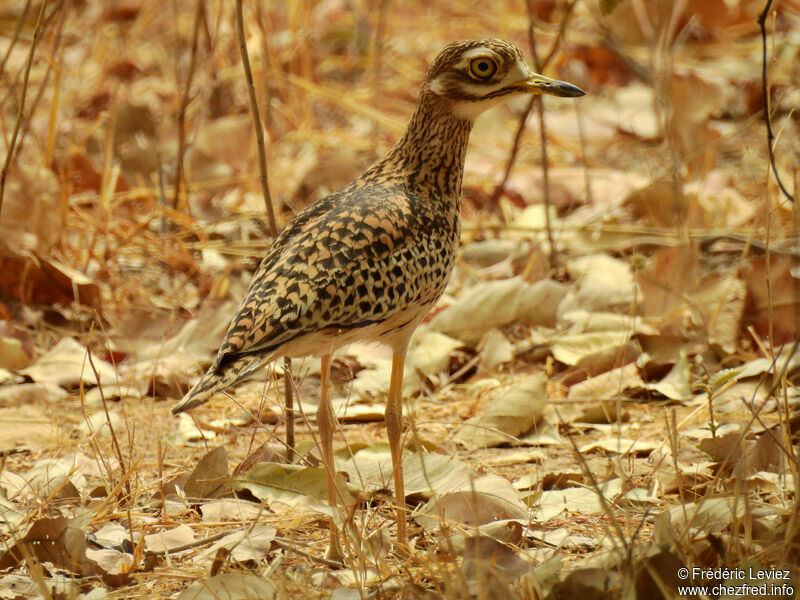 OEdicnème tachardadulte, identification, portrait