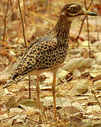 Spotted Thick-knee