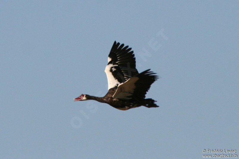 Spur-winged Gooseadult