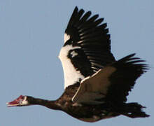 Spur-winged Goose