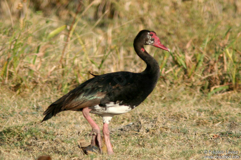 Spur-winged Gooseadult