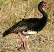 Spur-winged Goose