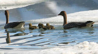 Pink-footed Goose