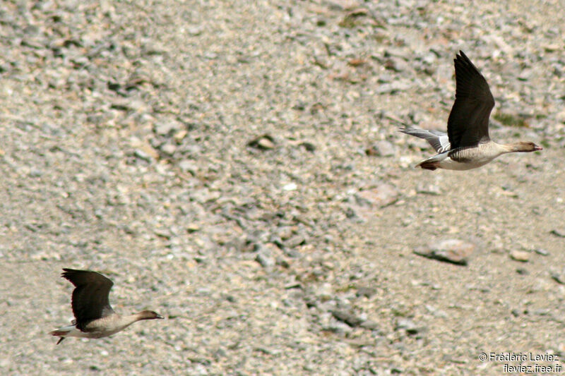 Pink-footed Gooseadult