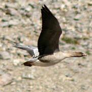 Pink-footed Goose