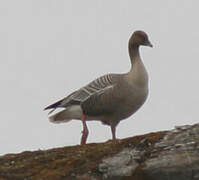 Pink-footed Goose