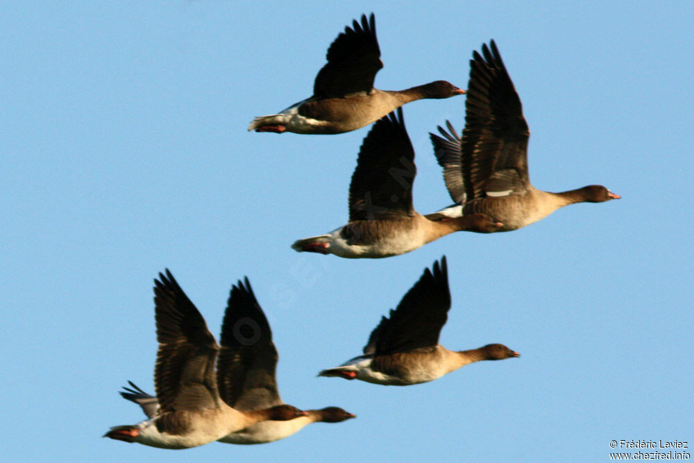 Pink-footed Gooseadult