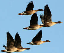 Pink-footed Goose