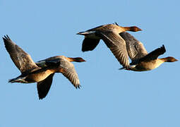 Pink-footed Goose