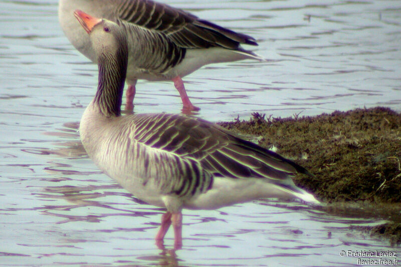 Greylag Gooseadult