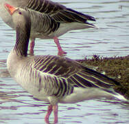 Greylag Goose