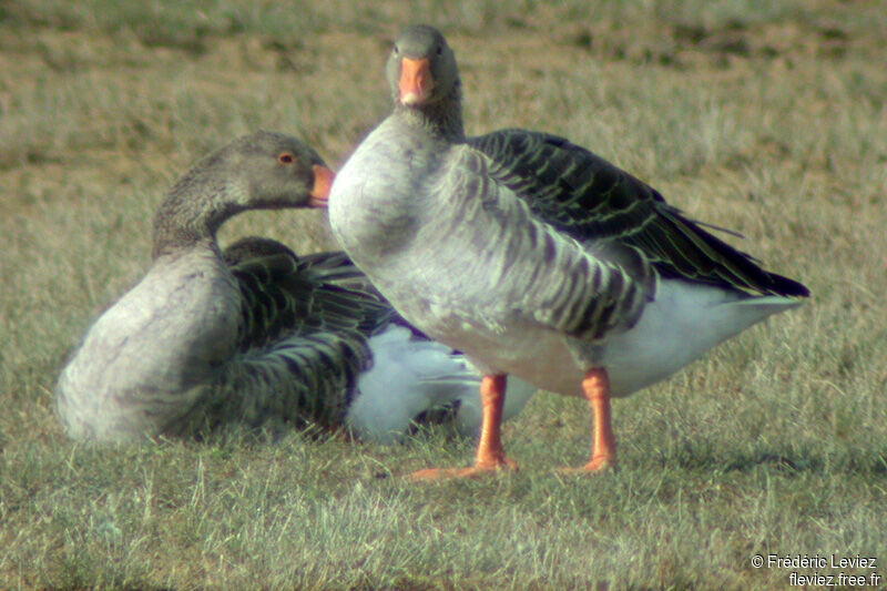 Greylag Gooseadult