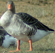 Greylag Goose