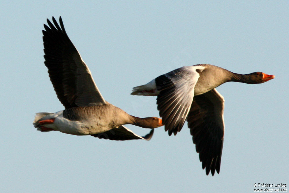 Greylag Gooseadult