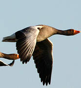 Greylag Goose